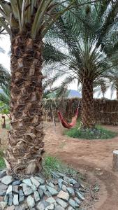 two palm trees with a hammock in a field at أستراحة مون لايت الريفي in AlUla