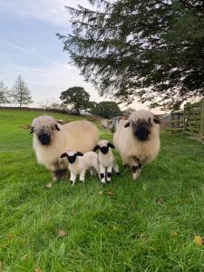 YstradgynlaisにあるThe original Sleeping Giant Lodge - Farm Stay, meet the animalsの野原に立つ、成羊2頭と乳羊2頭