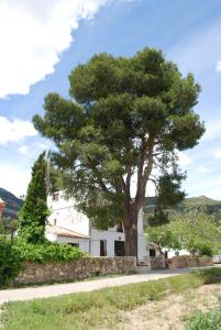 een boom voor een wit huis bij El Pino B & B, Chera in Valencia
