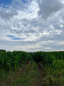 a field of corn under a cloudy sky at Casa Vacanze La Riserva Maccarese in Maccarese