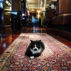 un gato blanco y negro sentado en una alfombra en Hotel Old Quarter, en Ámsterdam