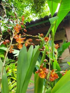 a plant with orange flowers and green leaves at Pousada Bucaneiros in Arraial d'Ajuda