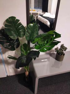 a plant sitting on a table in front of a mirror at Q - Accomodation in Blackpool