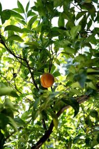 une orange pousse sur un arbre avec des feuilles dans l'établissement Appartement avec jardin proche mer, à Antibes