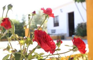 Fotografia z galérie ubytovania Casa Rural Huerta la Lapa v destinácii Cañete la Real