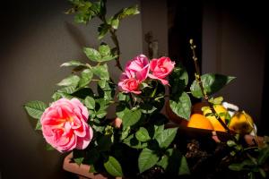 Fotografie z fotogalerie ubytování B&B Martina v destinaci San Vito