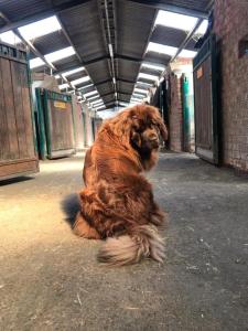 Pet ou pets ficando com hóspedes em Formby Point