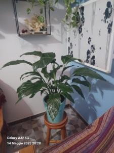 a plant in a blue pot sitting on a stool at Habitaciones Gioly in Puerto del Rosario