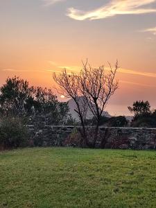 un árbol en un campo con la puesta de sol en el fondo en Villa Erofili Plakias south Rethimno Crete, en Asómatoi