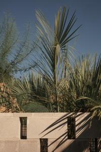 a palm tree in front of a wall at Ranch Motel & Leisure Club in San Antonio