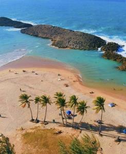 a group of palm trees on a beach with the ocean at Villahouse3 in Vega Baja