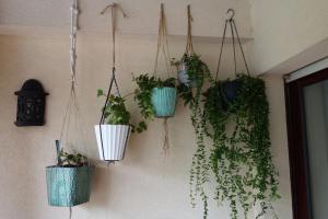 a bunch of potted plants hanging on a wall at Le Raisonnable in Porto