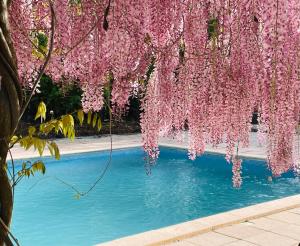 a tree with pink flowers hanging over a swimming pool at 1700's Country House with large Private Pool & Gardens in Villeneuve-dʼAveyron