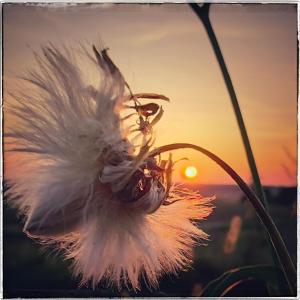 een witte bloem met de zonsondergang op de achtergrond bij Cinderella Guitars 
