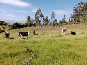 a group of cows standing in a field of grass at Finca la Riverita in Sutamarchán