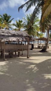 un groupe de bancs sur une plage de palmiers dans l'établissement Gunayar amazing, à Arritupo Número Dos