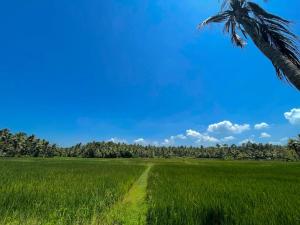 ein Feld mit grünem Gras und einer Palme in der Unterkunft Cliff & Coral in Varkala