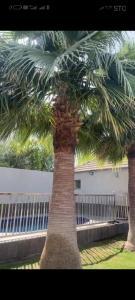 two palm trees in front of a white fence at شاليه تريك in Buraydah