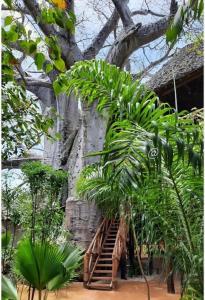 un escalier menant à un bâtiment avec un arbre dans l'établissement Baobab Africa Lodge Zanzibar, à Mtende