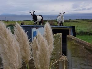 Altri animali domestici presso il bed & breakfast o nei dintorni