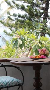 Aed väljaspool majutusasutust Lombok Coconut Hotel
