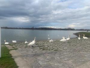 un grupo de cisnes parados en la orilla de un lago en Eisenbahn en Rheinmunster