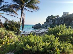 a palm tree on a beach with the ocean at Condo 204 in Resort Community Grand Sirenis in Akumal