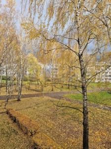 un grupo de árboles en un parque en otoño en Iļģuciema Apartment, en Riga