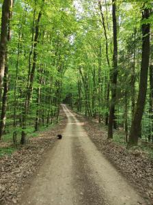 uma estrada de terra no meio de uma floresta em Bakino brdo - Granny's hill em Bakovčica