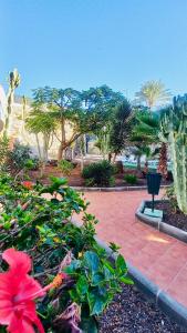 a garden with a bunch of plants and trees at Guinea Apartment in Playa del Ingles +22 photos