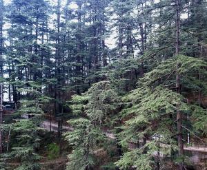 une forêt remplie de nombreux arbres verts dans l'établissement TiNY HOMESTAY for International Guest only, à Shimla