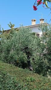 a large bush in front of a house at B&B LE LUCI CAMERA IN ATTICO GRAN VISTA interno 4 rose bianche in Vasto