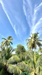 モージムにあるBSG Stay - Turtle Beach Morjim Goaの青空に対するヤシの木群