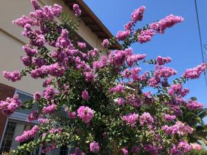 un albero con fiori rosa sul lato di un edificio di Maison confortable et calme/5 chambres & 6 SdB a Tolosa