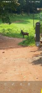 un toro parado en la hierba en un campo en Wild Window - Forest View Homestay, en Thekkady