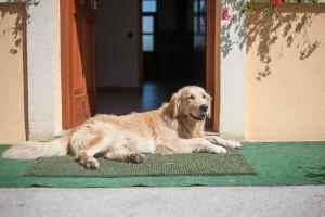 Domácí mazlíčci ubytovaní s hosty v ubytování Farm Stay Kramer