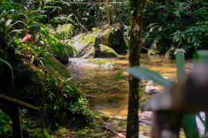 a stream in the middle of a jungle at Casa em penedo com cachoeira in Penedo