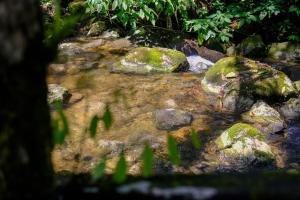 a stream of rocks with green moss on it at Casa em penedo com cachoeira in Penedo