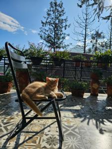 Domácí mazlíčci ubytovaní s hosty v ubytování Dang Khoa Garden Inn Homestay