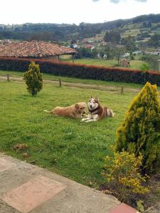 due cani che giacciono nell'erba in un campo di Brisas de San Roque by Rotamundos a Monguí