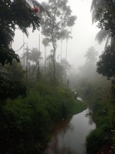 a river in the middle of a jungle with palm trees at JJ HOLIDAY HOMES WAYANAD in Kalpetta