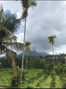 two palm trees in a field with mountains in the background at JJ HOLIDAY HOMES WAYANAD in Kalpetta
