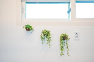 two plants on a wall next to a window at Jeju Love Stay Purple in Jeju