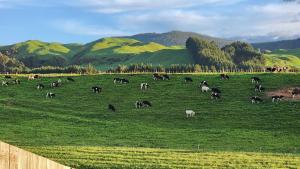 eine Herde von Tieren, die auf einem grünen Feld weiden in der Unterkunft A stunning retreat in Rotorua! in Rotorua