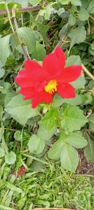 a red flower in the grass with green leaves at Lafrique guesthouse in Fort Portal