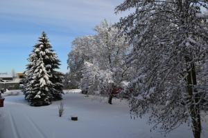 pokryty śniegiem dziedziniec z dwoma drzewami i dwoma śniegami drzewa pokryte w obiekcie Chez Grégory et Nadine w mieście Houssen