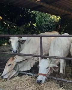 three white cows eating hay behind a fence at บ้านสวนภาคินรัตน์ 