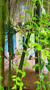 Zahrada ubytování Kataragama Homestay