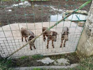 grupa świń stojących w klatce w obiekcie Apartments BICO DE RODAS a Rural Luxury w mieście Torrequemada