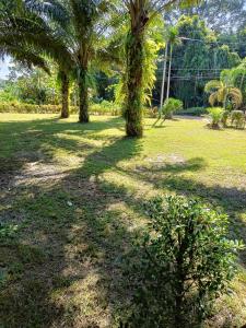 two palm trees in a field with grass at Khao Sok Residence Resort in Khao Sok National Park